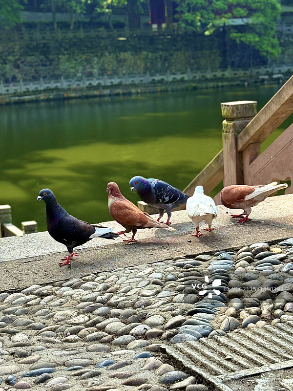 池边散步的鸽子图片素材