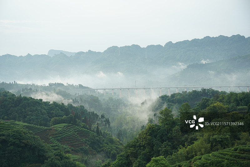 雅安茶山图片素材