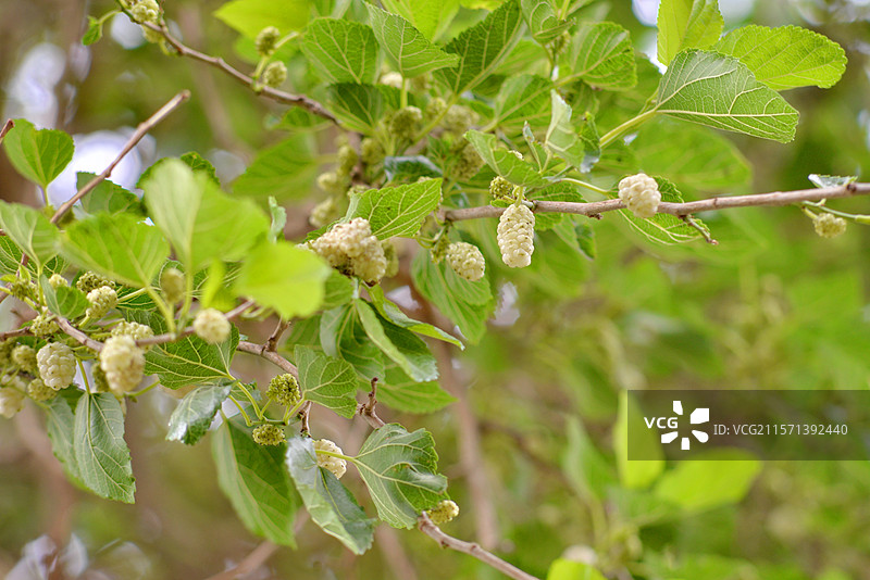 雪白桑葚丰收了，新疆特产水果，植物浆果特写镜头图片素材