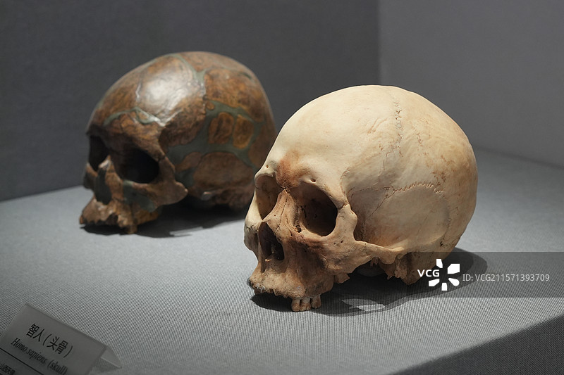 山西天镇全新世智人头骨图片素材