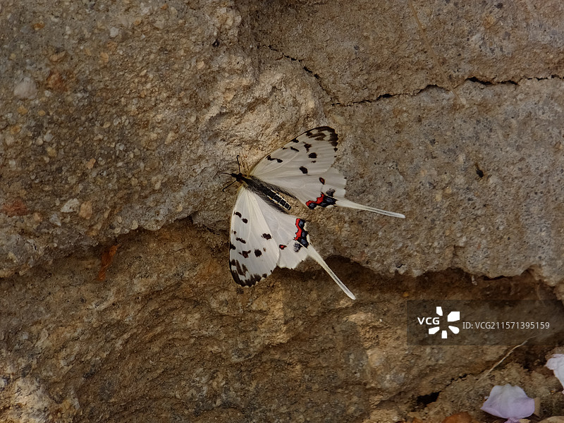 丝带凤蝶图片素材