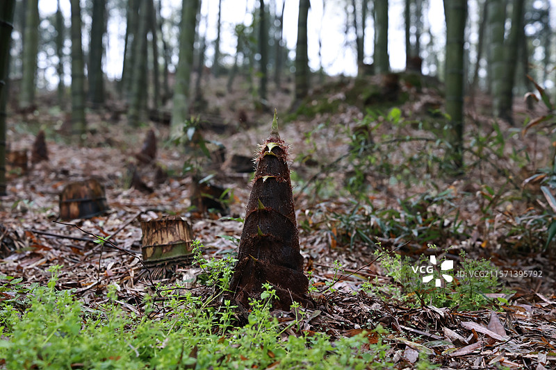 雨后春笋图片素材