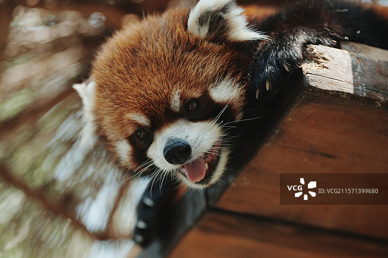 萌态十足的小熊猫，北京野生动物园图片素材