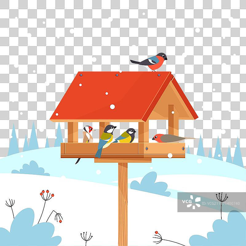 冬季喂鸟：金翅雀、山雀等图片素材
