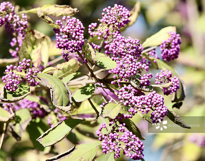 日本紫珠图片素材