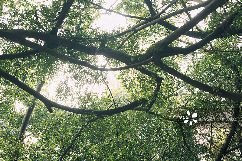 榕树的秘密森林图片素材