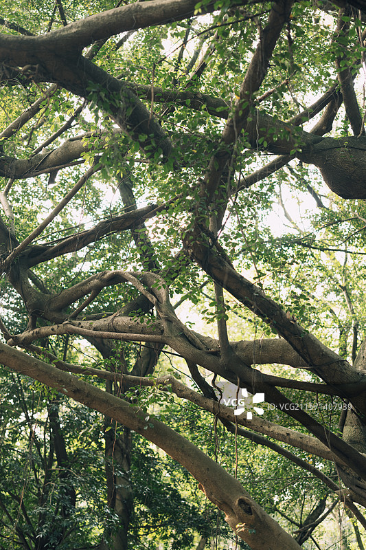 榕树的秘密森林图片素材