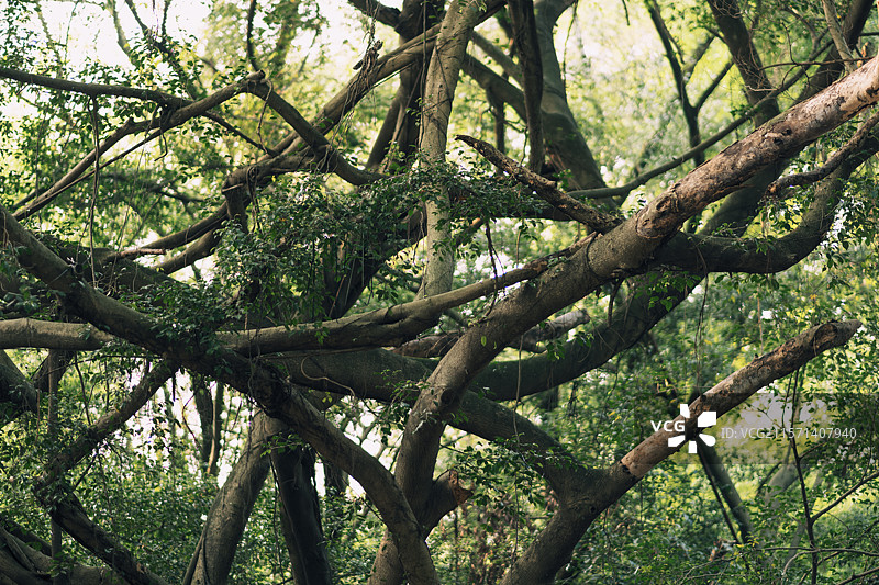 榕树的秘密森林图片素材