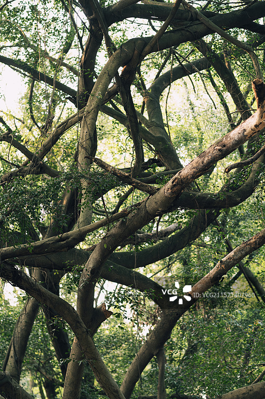榕树的秘密森林图片素材