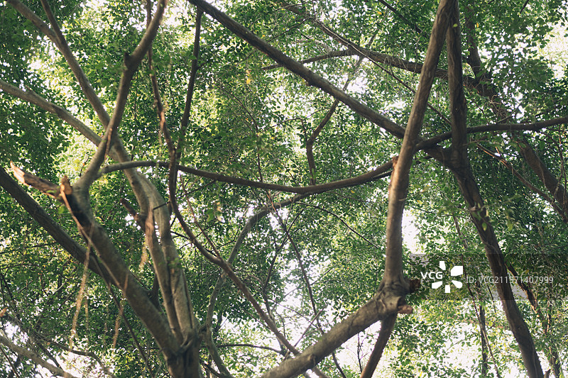 榕树的秘密森林图片素材