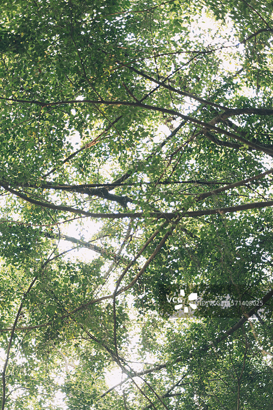 榕树的秘密森林图片素材