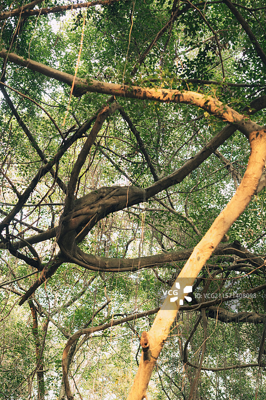 榕树的秘密森林图片素材