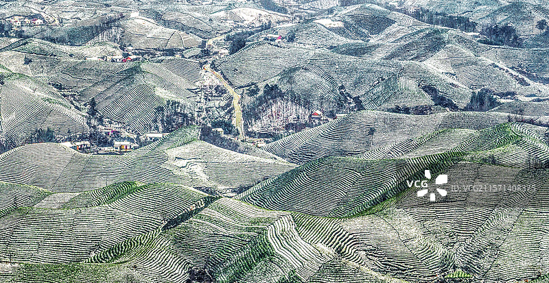 茶乡雪韵图片素材