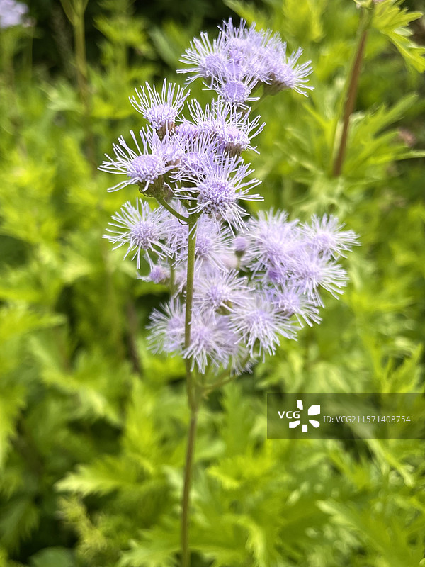 熊耳草图片素材