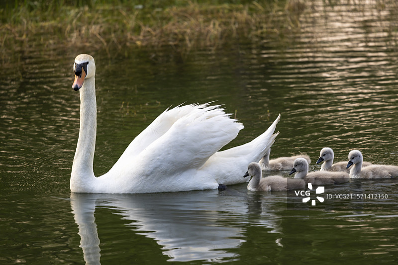 天鹅妈妈带着小天鹅湖里戏水图片素材