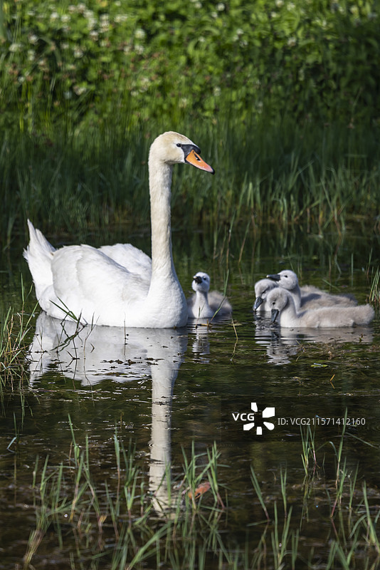 天鹅妈妈带着小天鹅湖里戏水图片素材
