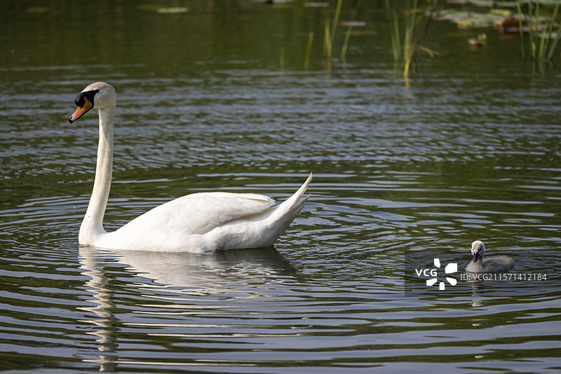 天鹅妈妈带着小天鹅湖里戏水图片素材