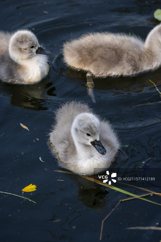 天鹅妈妈带着小天鹅湖里戏水图片素材