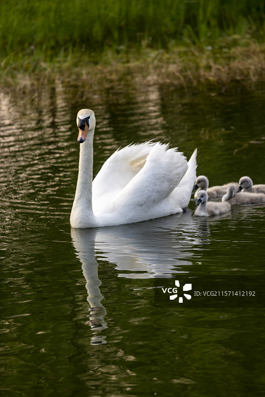 天鹅妈妈带着小天鹅湖里戏水图片素材