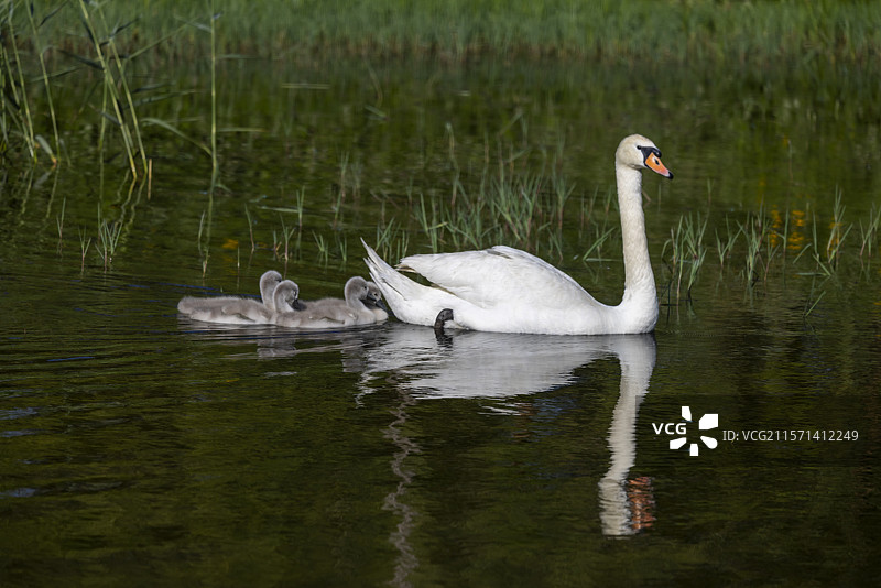 天鹅妈妈带着小天鹅湖里戏水图片素材