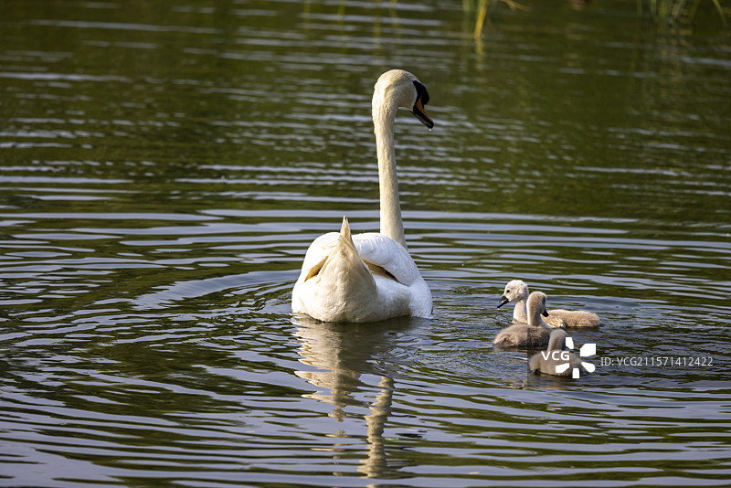 天鹅妈妈带着小天鹅湖里戏水图片素材