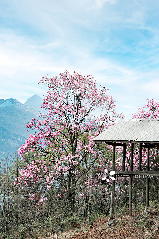 九皇山辛夷花图片素材