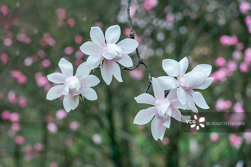 九皇山辛夷花图片素材