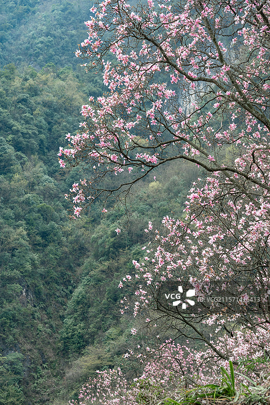 九皇山辛夷花图片素材