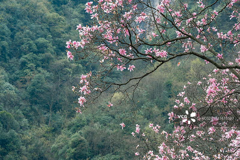 九皇山辛夷花图片素材