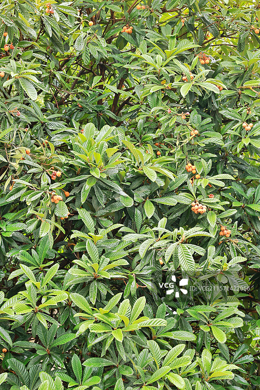 初夏枇杷黄如橘图片素材