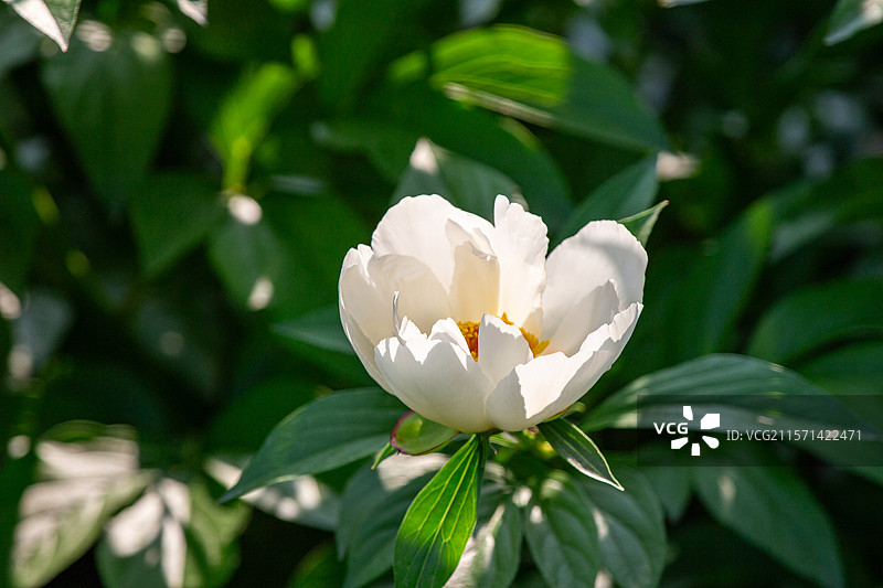 景山公园盛开的白色芍药花图片素材