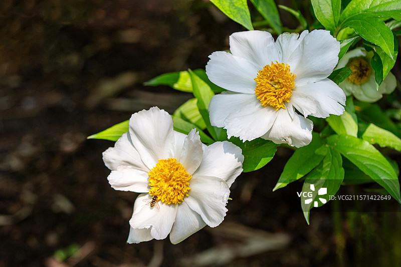 景山公园盛开的白色芍药花图片素材