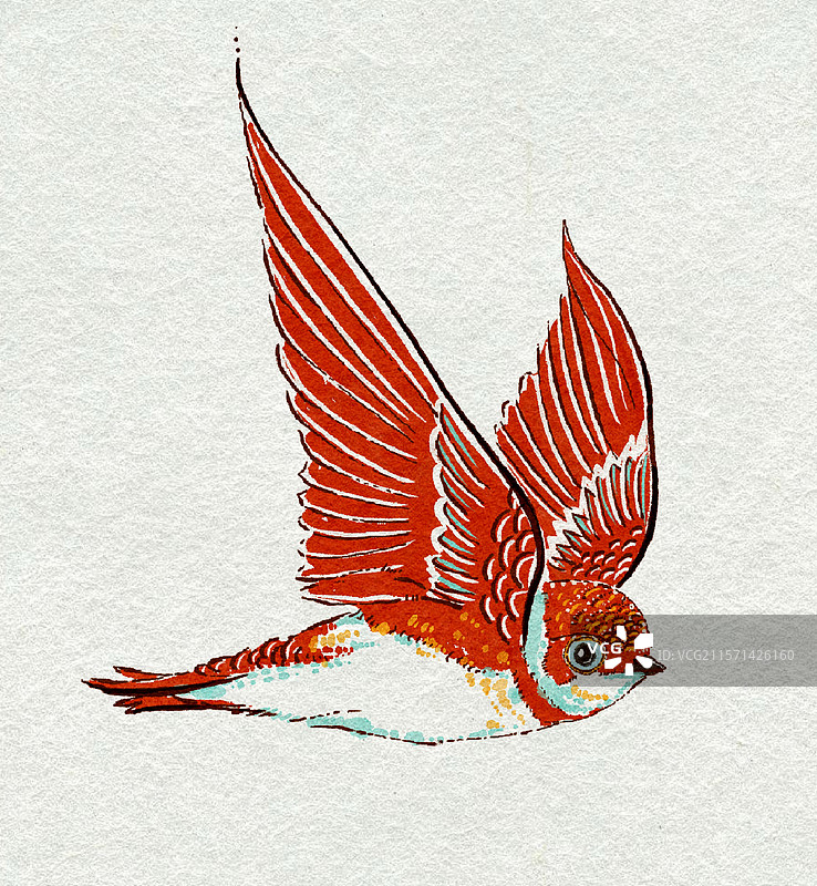 燕子 崖沙燕图片素材