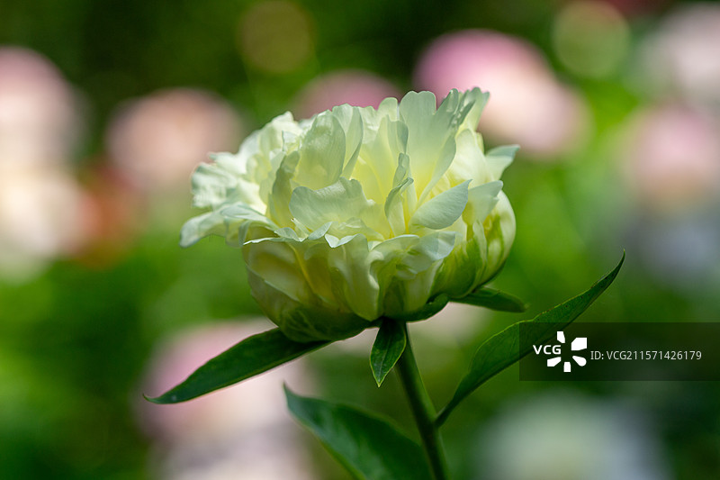 景山公园盛开的黄色芍药花图片素材