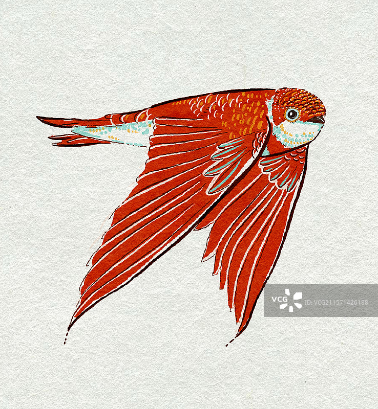 燕子插画图片素材