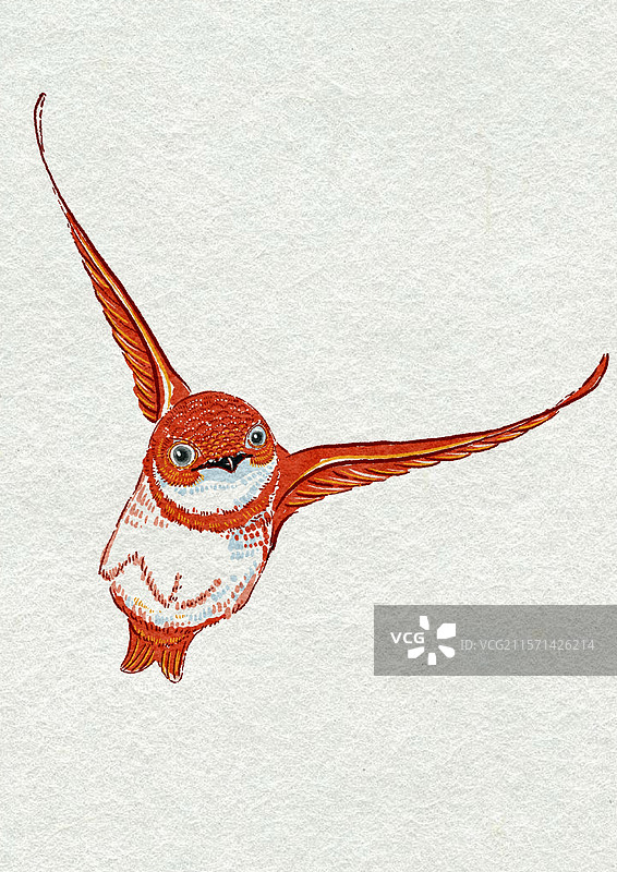 燕子插画崖沙燕图片素材