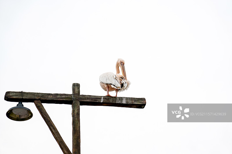 上海野生动物园路灯上的鹈鹕图片素材