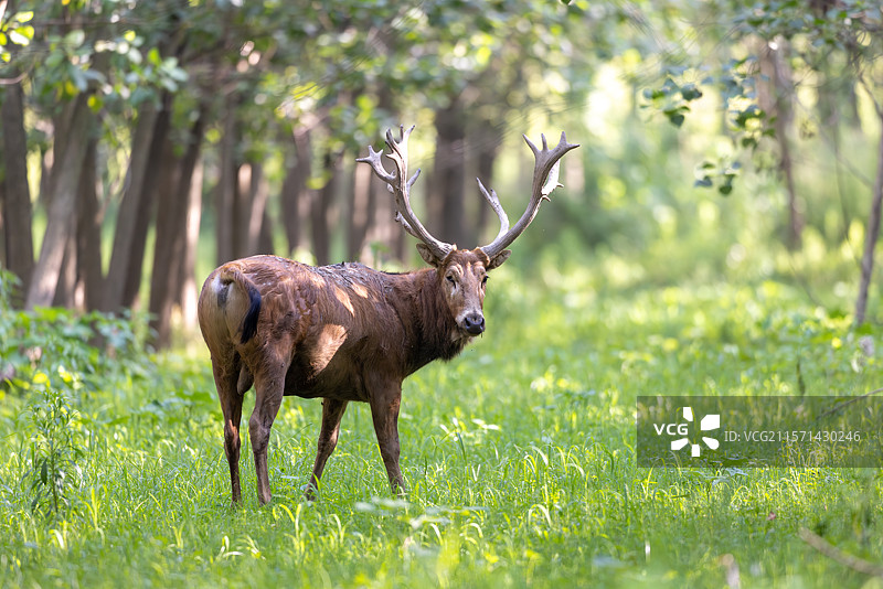 繁殖期的野生雄麋鹿特写图片素材