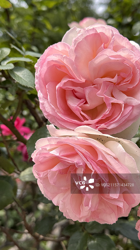 大连的夏天图片素材