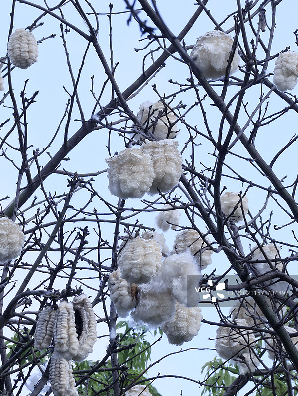 木棉棉花图片素材