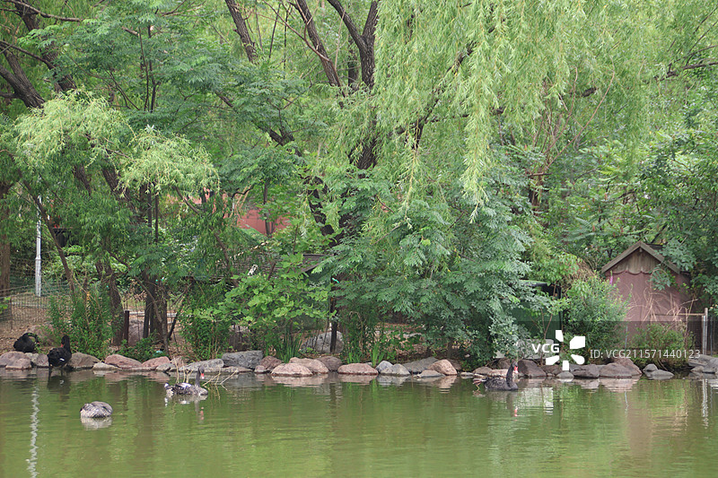 天鹅岛图片素材