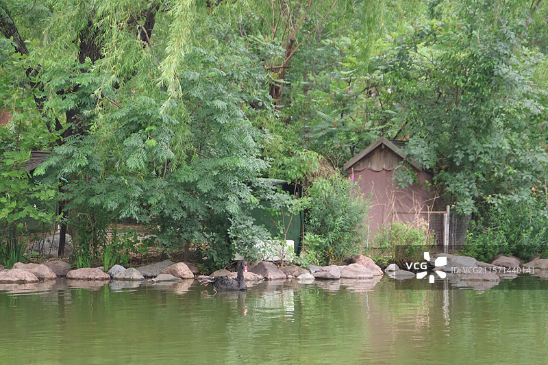 天鹅岛图片素材