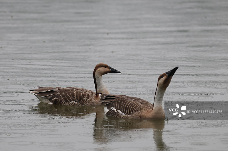 大雁鸿雁图片素材