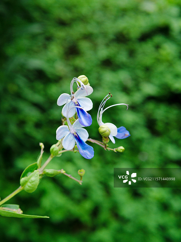 佛山植物园中盛开的花朵，活跃在绿色背景之上图片素材
