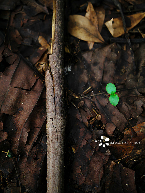 佛山植物园中落叶枯枝中萌发的新芽图片素材