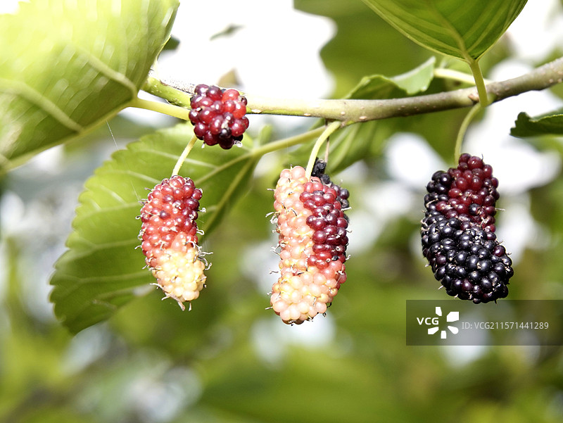 农村的桑葚图片素材