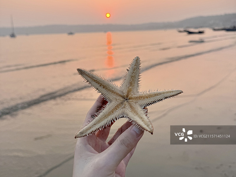 大海 海星 涠洲岛图片素材