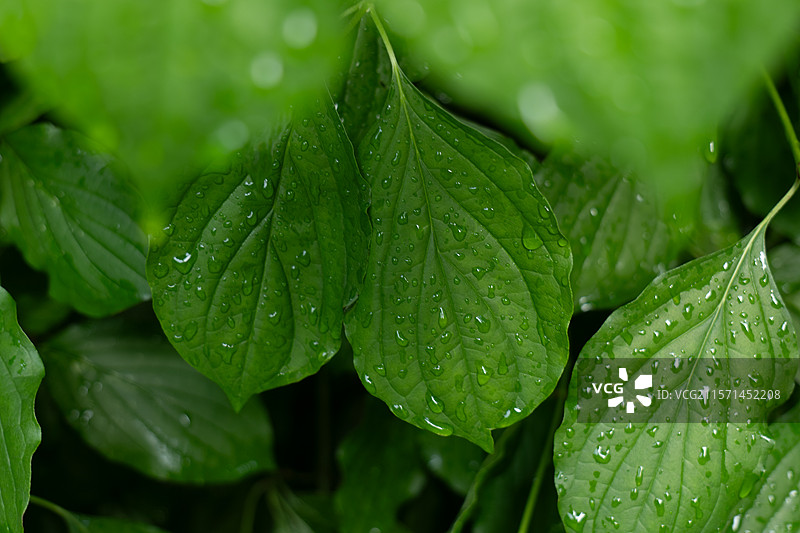 谷雨时节雨后傍晚的嫩绿色叶片与露珠图片素材
