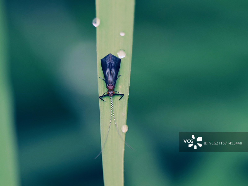 微距-石蛾图片素材