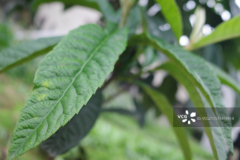 枇杷叶特写枇杷树图片素材
